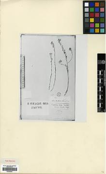 Type specimen at Edinburgh (E). Aucher-Eloy, Pierre: 4089. Barcode: E00346461.