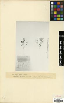 Type specimen at Edinburgh (E). Grossheim, Alexander: . Barcode: E00346465.