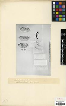 Type specimen at Edinburgh (E). : . Barcode: E00346466.