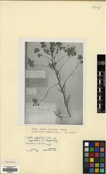 Type specimen at Edinburgh (E). : . Barcode: E00346467.