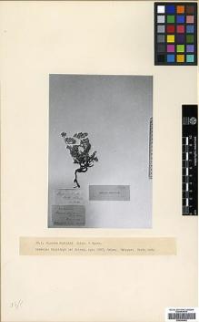 Type specimen at Edinburgh (E). Buhse, F.: . Barcode: E00346492.