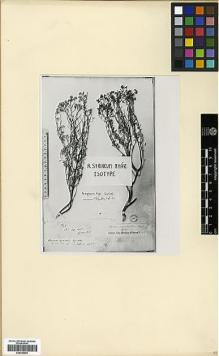 Type specimen at Edinburgh (E). Aucher-Eloy, Pierre: 268. Barcode: E00346493.