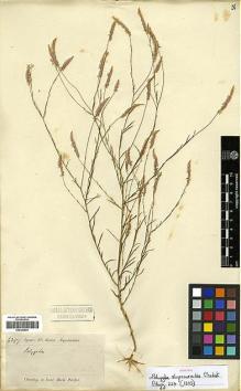 Type specimen at Edinburgh (E). Spruce, Richard: 6397. Barcode: E00346503.