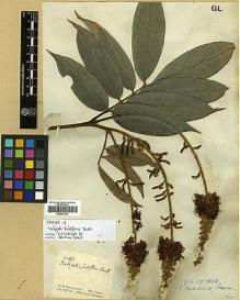 Type specimen at Edinburgh (E). Schomburgk, Robert: 43. Barcode: E00346513.