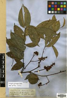 Type specimen at Edinburgh (E). Spruce, Richard: 2644. Barcode: E00346517.