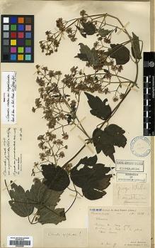 Type specimen at Edinburgh (E). Bodinier, Emile: 1621. Barcode: E00346526.