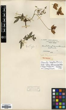Type specimen at Edinburgh (E). Wilson, Ernest: 2487. Barcode: E00346528.
