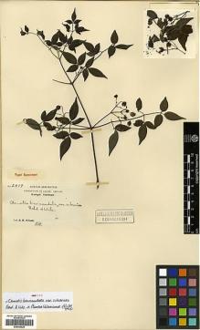 Type specimen at Edinburgh (E). Wilson, Ernest: 2479. Barcode: E00346529.