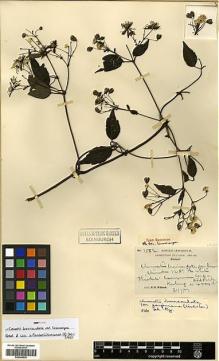 Type specimen at Edinburgh (E). Wilson, Ernest: 1552. Barcode: E00346530.
