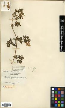 Type specimen at Edinburgh (E). Wilson, Ernest: 2480. Barcode: E00346542.