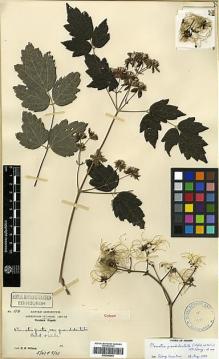 Type specimen at Edinburgh (E). Wilson, Ernest: 110. Barcode: E00346543.