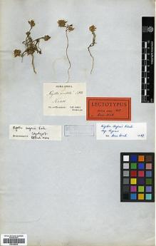 Type specimen at Edinburgh (E). Von Heldreich, Theodor: . Barcode: E00346550.