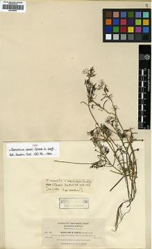 Type specimen at Edinburgh (E). Baker, Charles: 786. Barcode: E00346553.