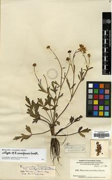 Type specimen at Edinburgh (E). Heller, Amos: 1688. Barcode: E00346555.
