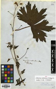 Type specimen at Edinburgh (E). Gray, Asa: . Barcode: E00346565.