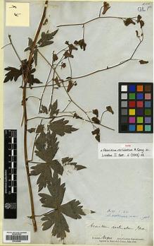 Type specimen at Edinburgh (E). Gray, Asa; Carey, John: . Barcode: E00346566.
