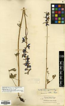 Type specimen at Edinburgh (E). Cusick, William: 2609. Barcode: E00346573.