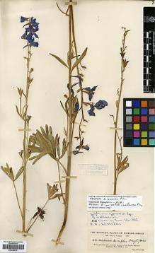 Type specimen at Edinburgh (E). Cusick, William: 3175. Barcode: E00346574.