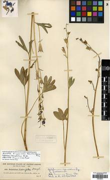 Type specimen at Edinburgh (E). Cusick, William: 3325. Barcode: E00346575.
