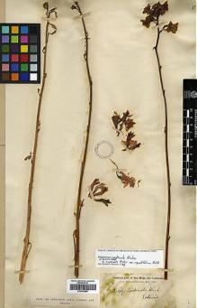 Type specimen at Edinburgh (E). Palmer, Edward: 7. Barcode: E00346580.