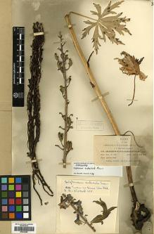 Type specimen at Edinburgh (E). Blumer, Jacob: 1373. Barcode: E00346584.