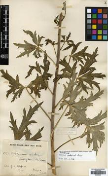 Type specimen at Edinburgh (E). Blumer, Jacob: 1373. Barcode: E00346585.