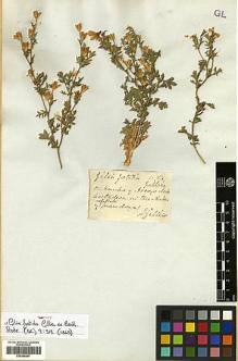 Type specimen at Edinburgh (E). Gillies, John: . Barcode: E00346597.