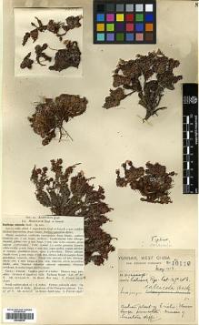 Type specimen at Edinburgh (E). Forrest, George: 10119. Barcode: E00346616.