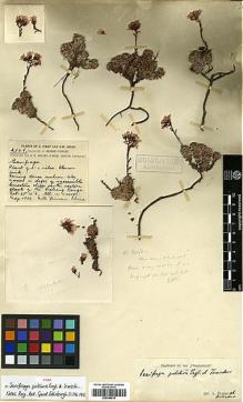 Type specimen at Edinburgh (E). Forrest, George: 2168. Barcode: E00346618.