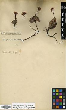 Type specimen at Edinburgh (E). Forrest, George: 2168. Barcode: E00346619.