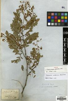 Type specimen at Edinburgh (E). Martius, Carl: 158. Barcode: E00346620.