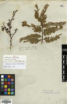 Type specimen at Edinburgh (E). Schomburgk, Robert: 70. Barcode: E00346621.