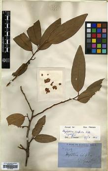 Type specimen at Edinburgh (E). Brown, Robert: 3012. Barcode: E00346624.