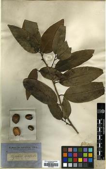 Type specimen at Edinburgh (E). Brown, Robert: 3012. Barcode: E00346626.