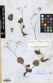 Type specimen at Edinburgh (E). Gray, Asa; Carey, John: . Barcode: E00346638.