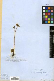 Type specimen at Edinburgh (E). Richardson, John: T85. Barcode: E00346639.