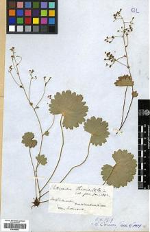 Type specimen at Edinburgh (E). Sullivant, William: . Barcode: E00346641.
