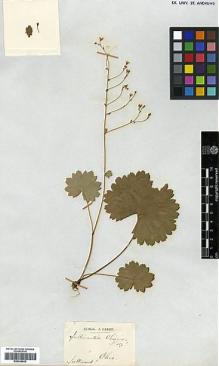 Type specimen at Edinburgh (E). Sullivant, William: . Barcode: E00346642.
