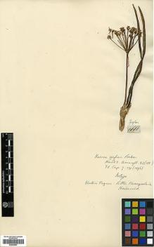 Type specimen at Edinburgh (E). Zeyher, Carl: 1661. Barcode: E00346647.