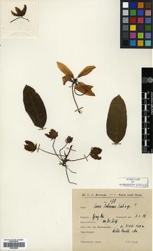 Type specimen at Edinburgh (E). Hosseus, Carl: 478. Barcode: E00346648.