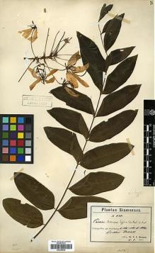 Type specimen at Edinburgh (E). Hosseus, Carl: 478. Barcode: E00346649.