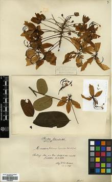 Type specimen at Edinburgh (E). Hosseus, Carl: 478. Barcode: E00346650.