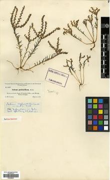 Type specimen at Edinburgh (E). Curtiss, Allen: 6798. Barcode: E00346654.