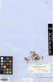 Type specimen at Edinburgh (E). Boissier, Pierre: 75. Barcode: E00346657.