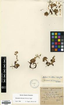 Type specimen at Edinburgh (E). Jahandiez, Émile: 57. Barcode: E00346658.