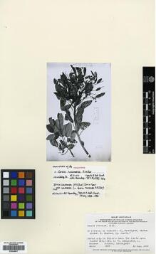 Type specimen at Edinburgh (E). Houston: . Barcode: E00346661.