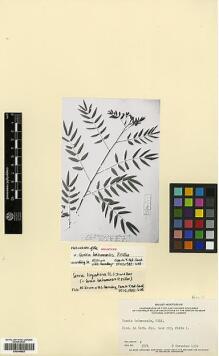 Type specimen at Edinburgh (E). : . Barcode: E00346662.