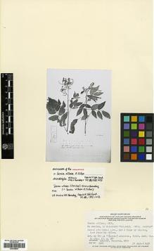 Type specimen at Edinburgh (E). Houston: . Barcode: E00346664.