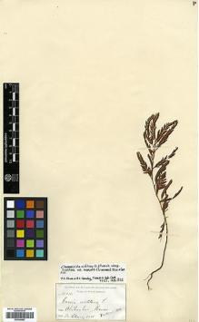 Type specimen at Edinburgh (E). Palmer, Edward: 175. Barcode: E00346667.