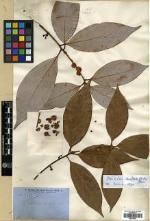 Type specimen at Edinburgh (E). Brown, Robert: 3013. Barcode: E00346673.
